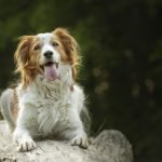 Chien : santé, éducation et bien-être