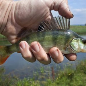 Aliments pour poissons de bassin