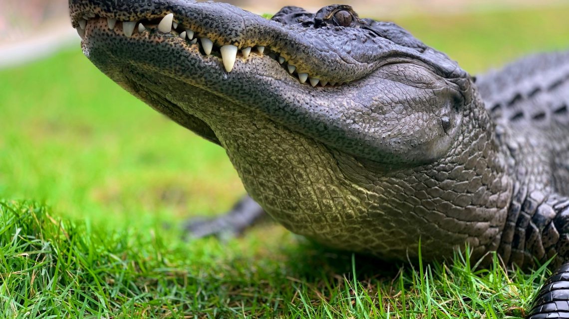 La faune malgache : entre crocodiles, serpents et araignées