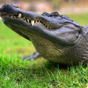 Crocodiles de Madagascar