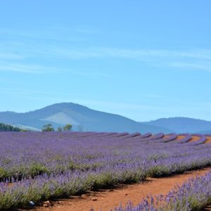 Champs de lavande