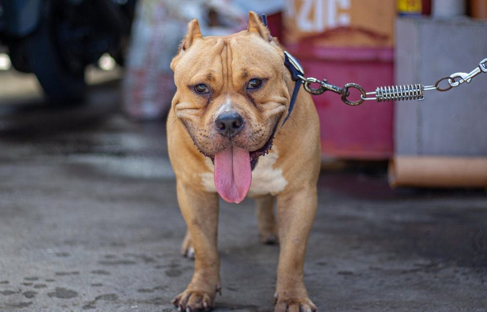 Comment dresser votre chien pour qu’il soit un bon gardien