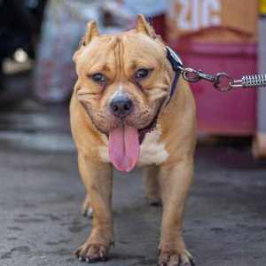 Dressage d'un chien