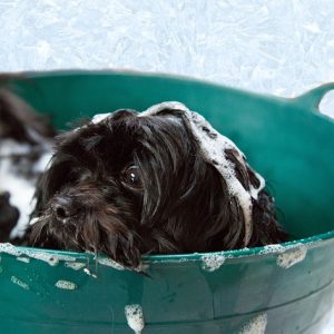 Toilettage d'animal à la maison