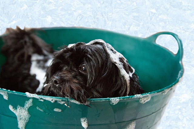 Les 7 étapes pour réussir le toilettage de votre animal à la maison