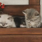 Les chats plus rares