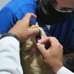 Chat en vétérinaire