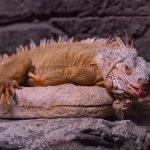 Les reptiles domestiques