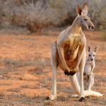 Les animaux de l'Australie