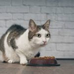 Les croquettes adaptées aux chat