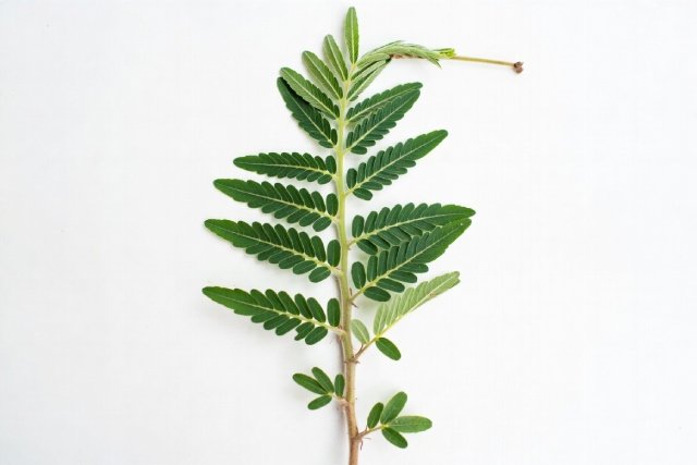 À la découverte du tongkat ali : une plante aux vertus étonnantes et méconnues