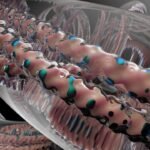 microbiote intestinal