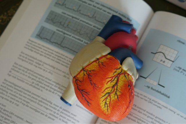 Maladies cardiaques : comment les prévenir au quotidien